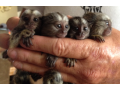maimute-marmoset-dragute-de-vanzare-small-1