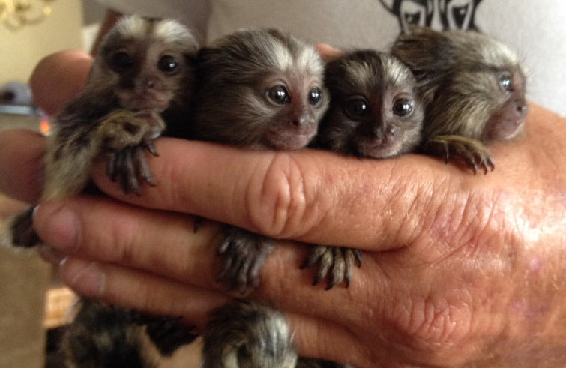 maimute-marmoset-dragute-de-vanzare-big-1
