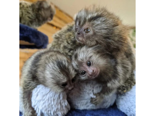 Marmoset dresate în casă, disponibile pentru adopție gratuită