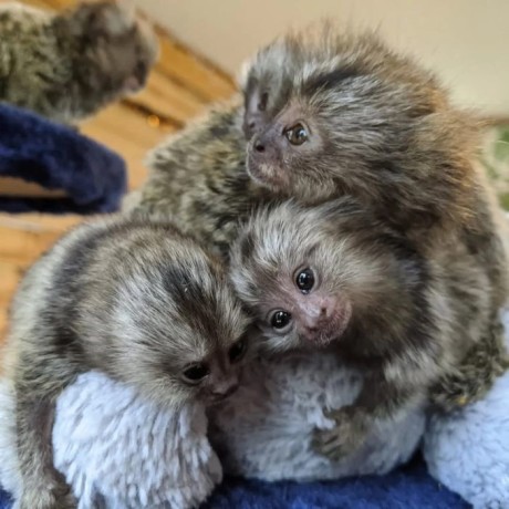 marmoset-dresate-in-casa-disponibile-pentru-adoptie-gratuita-big-0