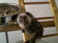 pui-de-marmoset-de-vanzare-small-0