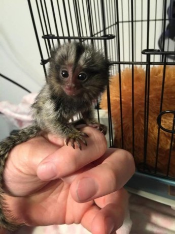 puisori-draguti-de-maimuta-marmoset-disponibili-big-0