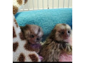 puisori-draguti-de-maimuta-marmoset-de-vanzare-small-0