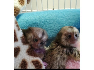 Puișori drăguți de maimuță marmoset de vânzare