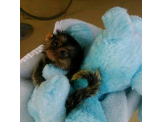 Maimuțe de marmoset adorabile de vânzare
