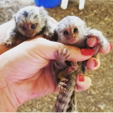 maimuta-marmoset-femela-super-prietenoasa-big-0