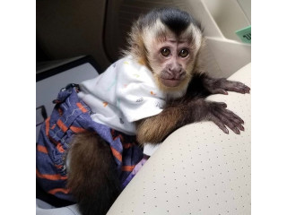 Maimuțe capucine prietenoase, pui de maimuță de vânzare.