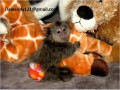 pui-de-maimuta-marmoset-dresati-disponibili-small-0