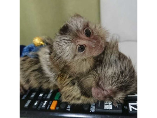 Pui de maimuță marmoset cu degete gemene disponibile