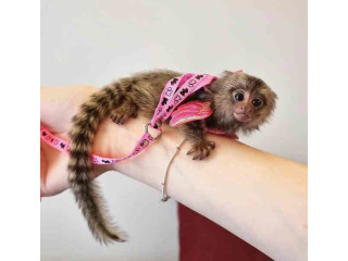 Pui de maimuță marmoset jucăușă, cu degete, disponibili