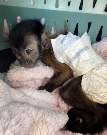 maimuta-capucina-femela-cu-cap-negru-big-0