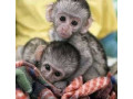 maimute-capucine-dragute-de-vanzare-small-0