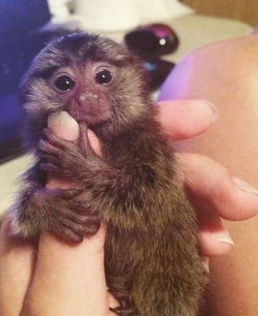 maimute-marmoset-pigmee-speciale-big-0