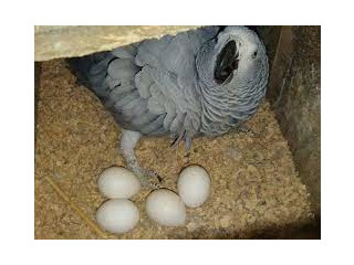 Papagali și ouă de papagal