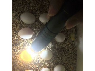 Papagali și ouă de vânzare Papagali de vânzare