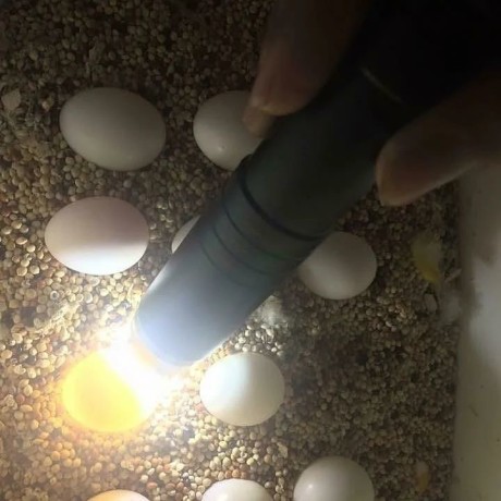 papagali-si-oua-de-vanzare-papagali-de-vanzare-big-0