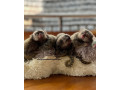 maimuta-marmoset-femela-super-prietenoasa-small-3
