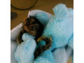 pui-de-maimuta-capucina-veverita-marmoseta-paianjen-si-kinkajou-de-vanzare-small-1