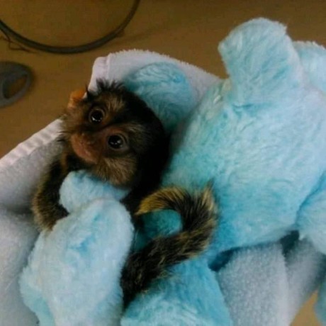 pui-de-maimuta-capucina-veverita-marmoseta-paianjen-si-kinkajou-de-vanzare-big-1