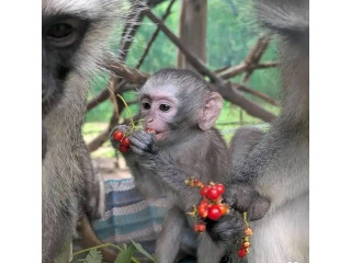 Maimuțe capucine de calitate superioară, care au nevoie de o casă nouă