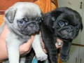 awesome-pug-pups-available-small-0