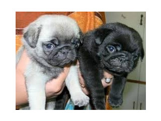 Awesome Pug Pups Available