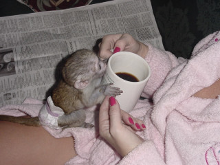 Maimuță capucină femelă cu cap negru