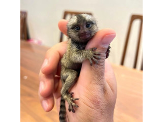 Pui de marmoset crescuți manual, disponibili