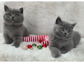 superbi-pisoi-british-blue-shorthair-testati-pentru-sanatate-small-1