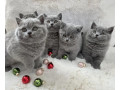 superbi-pisoi-british-blue-shorthair-testati-pentru-sanatate-small-2