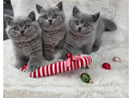 superbi-pisoi-british-blue-shorthair-testati-pentru-sanatate-small-0
