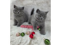 superbi-pisoi-british-blue-shorthair-testati-pentru-sanatate-small-3
