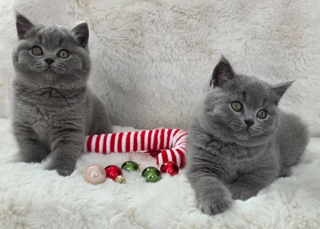 superbi-pisoi-british-blue-shorthair-testati-pentru-sanatate-big-1