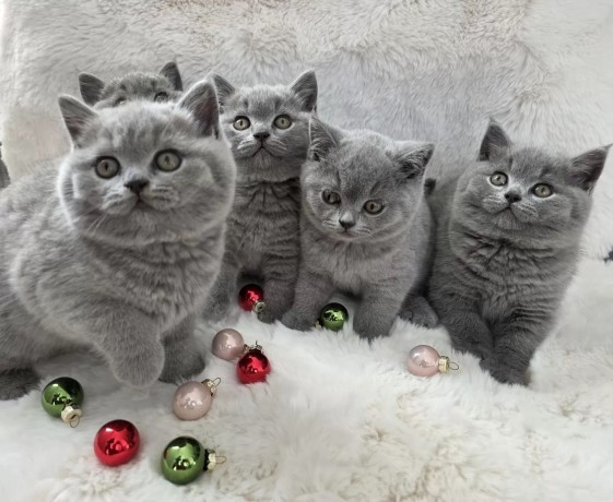 superbi-pisoi-british-blue-shorthair-testati-pentru-sanatate-big-2