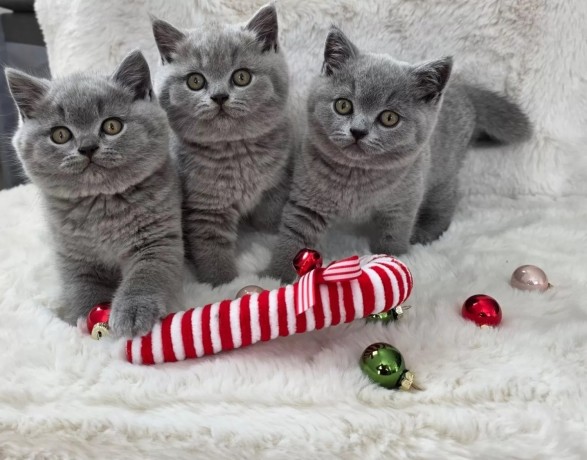 superbi-pisoi-british-blue-shorthair-testati-pentru-sanatate-big-0