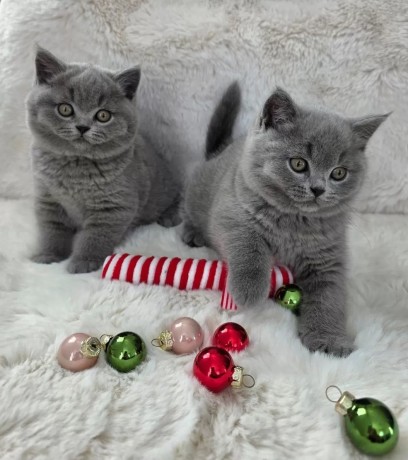 superbi-pisoi-british-blue-shorthair-testati-pentru-sanatate-big-3