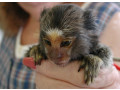 pui-de-maimuta-marmoset-disponibili-small-0