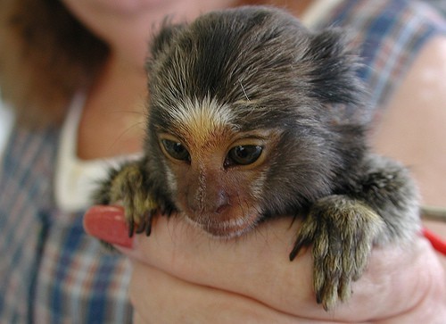 pui-de-maimuta-marmoset-disponibili-big-0