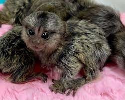 pui-de-maimuta-marmoset-disponibili-big-1