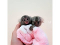 maimute-marmoset-pigmee-de-vanzare-small-0