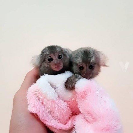maimute-marmoset-pigmee-de-vanzare-big-0