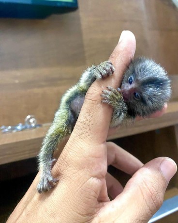 pui-de-marmoset-crescuti-manual-disponibili-big-0