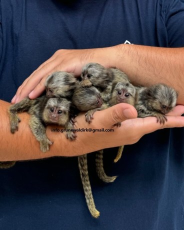 maimuta-marmoset-femela-super-prietenoasa-big-3
