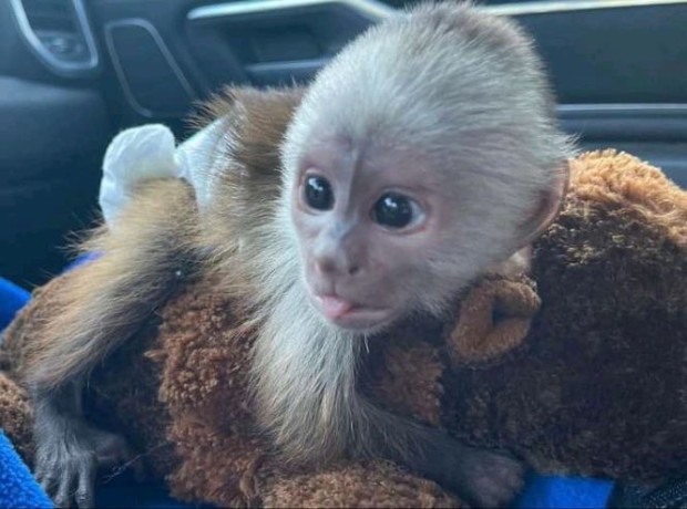 maimuta-capucina-femela-cu-cap-negru-big-1