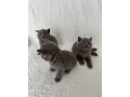 pisicuta-british-shorthair-albastra-3-fete-inregistrata-gccf-small-2