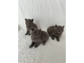 pisicuta-british-shorthair-albastra-3-fete-inregistrata-gccf-small-1