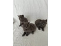 pisicuta-british-shorthair-albastra-3-fete-inregistrata-gccf-small-0