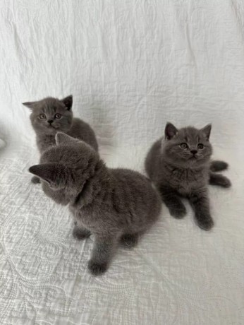 pisicuta-british-shorthair-albastra-3-fete-inregistrata-gccf-big-2
