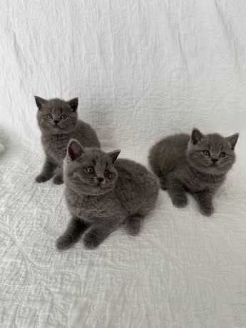 pisicuta-british-shorthair-albastra-3-fete-inregistrata-gccf-big-1