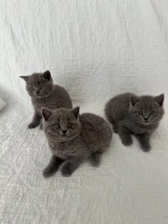 pisicuta-british-shorthair-albastra-3-fete-inregistrata-gccf-big-0